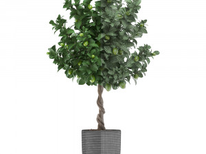 lemon tree with fruit 2 3D Model