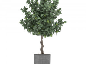 lemon tree with fruit 2 3D Model