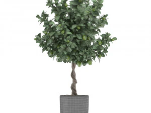 果物のあるレモンの木 2 3Dモデル