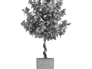 lemon tree with fruit 2 3D Model