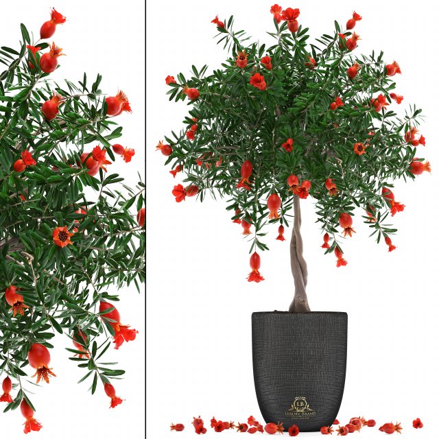 pomegranate tree with fruit Modelo 3D .c4d .max .obj .3ds .fbx .stl .blend 