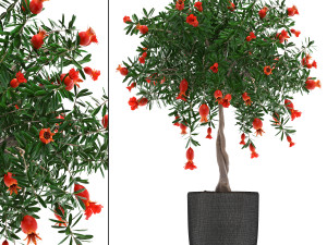 pomegranate tree with fruit 3Dモデル