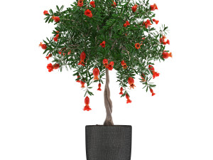 pomegranate tree with fruit Modelo 3D