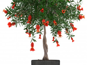 pomegranate tree with fruit Modelo 3D