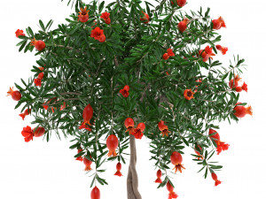 pomegranate tree with fruit Modelo 3D