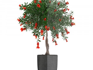 pomegranate tree with fruit Modelo 3D
