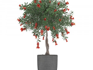 pomegranate tree with fruit Modelo 3D