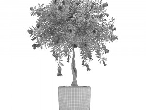 pomegranate tree with fruit Modelo 3D