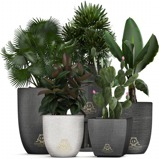 collection of exotic plants in pots 3D Модель .c4d .max .obj .3ds .fbx .stl .blend 