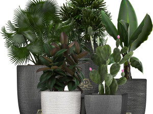 collection of exotic plants in pots 3D Model