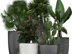 kolekcja egzotycznych roślin w doniczkach Model 3D