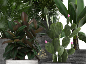 collection of exotic plants in pots 3D Модель