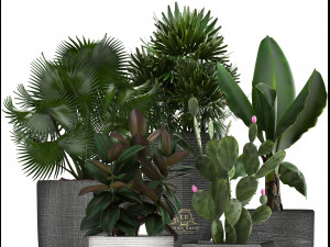 collection of exotic plants in pots 3D Модель