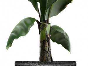 collection of exotic plants in pots 3D Модель