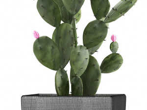 collection of exotic plants in pots 3D Модель