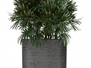collection of exotic plants in pots 3D Модель