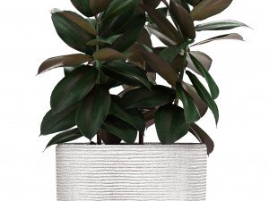 collection of exotic plants in pots 3D Модель