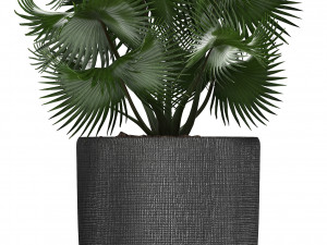 collection of exotic plants in pots 3D Модель