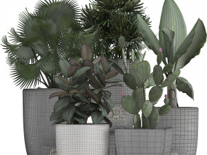 collection of exotic plants in pots 3D Модель