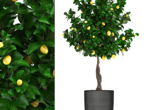 lemon tree with fruit 3 3D Model