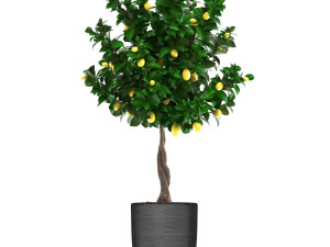 lemon tree with fruit 3 Model 3D