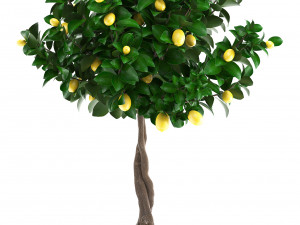lemon tree with fruit 3 Model 3D