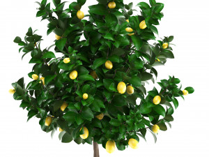 lemon tree with fruit 3 Model 3D