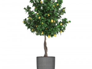 lemon tree with fruit 3 Model 3D