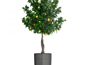lemon tree with fruit 3 Model 3D