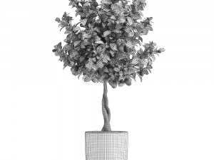 lemon tree with fruit 3 Model 3D