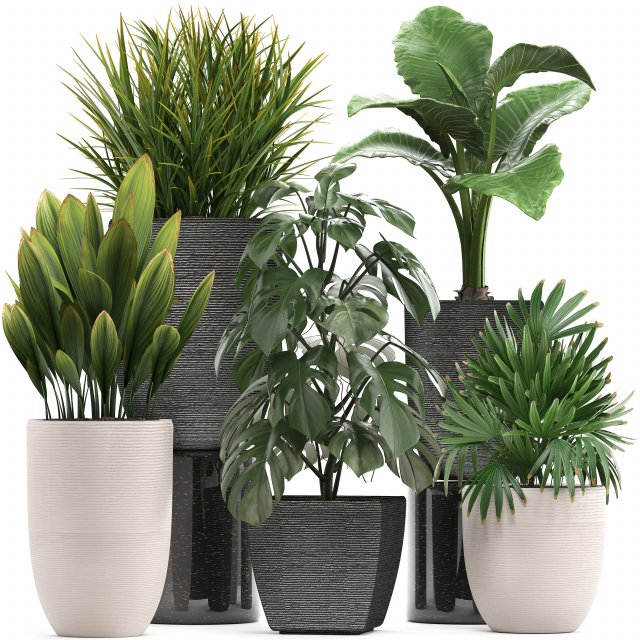 collection of exotic plants in pots 1 Model 3D .c4d .max .obj .3ds .fbx .stl .blend 