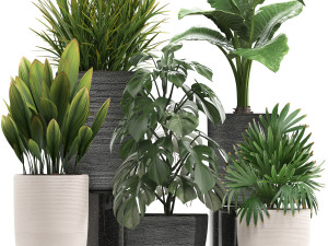 collection of exotic plants in pots 1 3D मॉडल