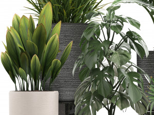 collection of exotic plants in pots 1 Model 3D