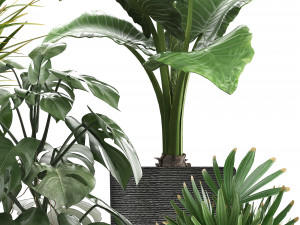 collection of exotic plants in pots 1 Model 3D