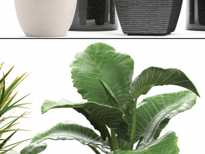 collection of exotic plants in pots 1 Model 3D