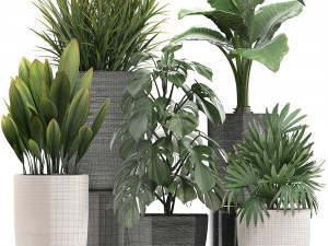 collection of exotic plants in pots 1 Model 3D