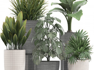 collection of exotic plants in pots 1 Model 3D