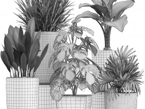 collection of exotic plants in pots 1 Model 3D