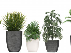 collection of exotic plants in pots 1 Model 3D