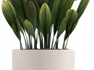 collection of exotic plants in pots 1 Model 3D
