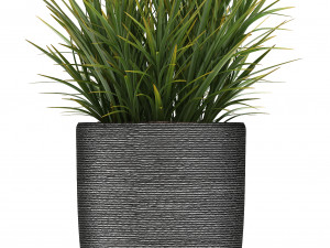 collection of exotic plants in pots 1 Model 3D