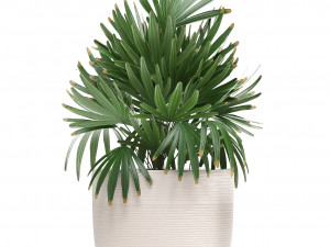 collection of exotic plants in pots 1 Model 3D
