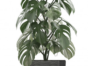 collection of exotic plants in pots 1 Model 3D