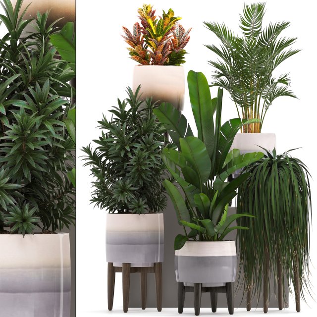 collection of exotic plants in pots 11 3Dモデル .c4d .max .obj .3ds .fbx .stl .blend 