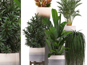 коллекция экзотических растений в горшках 11 3D Модель