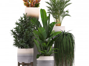 collection of exotic plants in pots 11 3Dモデル