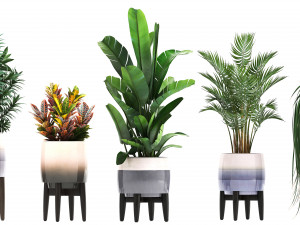 collection of exotic plants in pots 11 3Dモデル