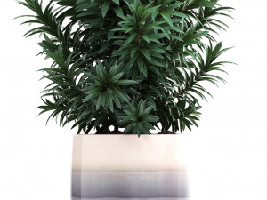 collection of exotic plants in pots 11 3Dモデル