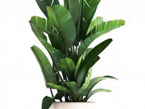 collection of exotic plants in pots 11 3Dモデル