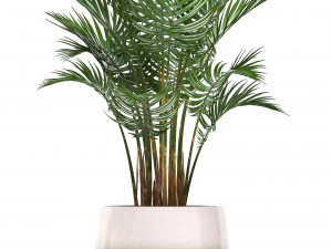 collection of exotic plants in pots 11 3Dモデル